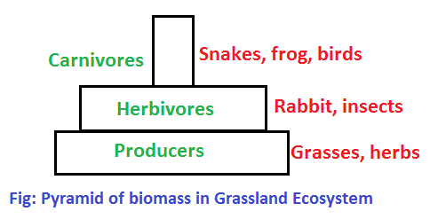 pyramid of biomass in grassland ecosystem