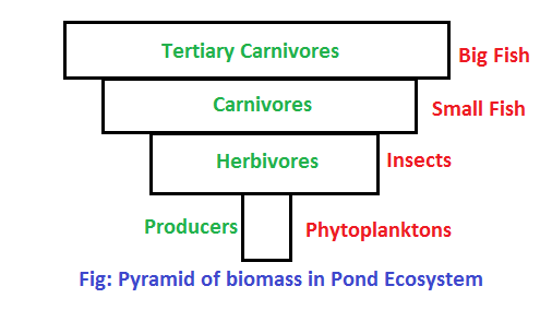 pyramid of biomass in pond ecosytem