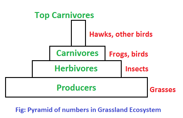 pyramid of numbers in grassland ecosystem