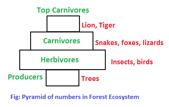 pyramid of numbers in forest ecosystem