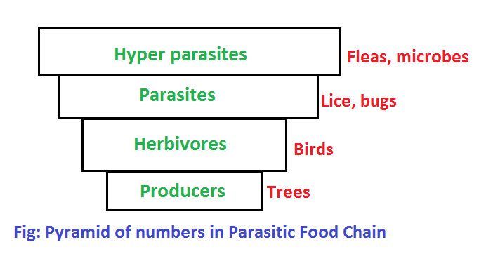 pyramid of numbers in parasitic food chain
