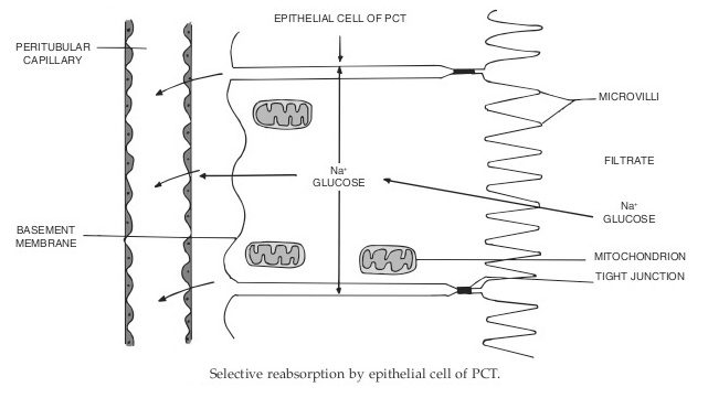 reabsorption in epithelial cells of pct