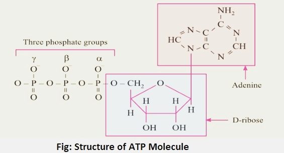 structure of atp molecule