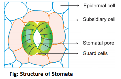 structure of stomata