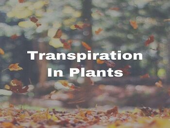 transpiration in plants