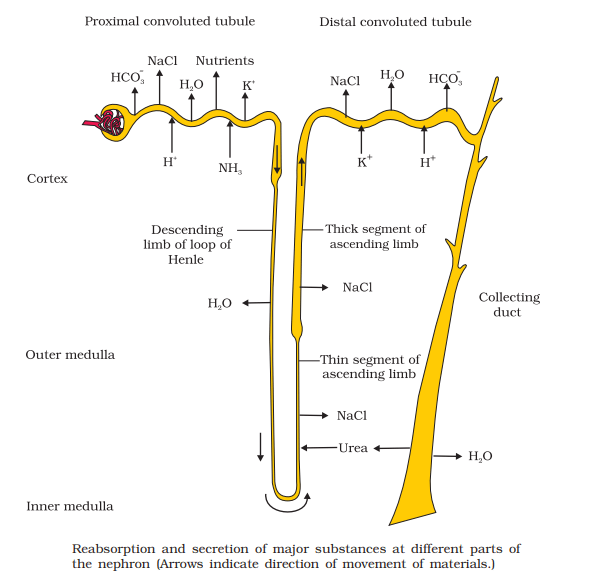 Reabsorption in Distal Convoluted Tubule (DCT)