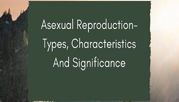Asexual Reproduction- Types, Characteristics And Significance