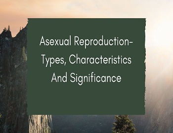 Asexual Reproduction- Types, Characteristics And Significance