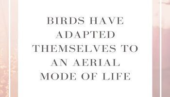 Birds have adapted themselves to an aerial mode of life