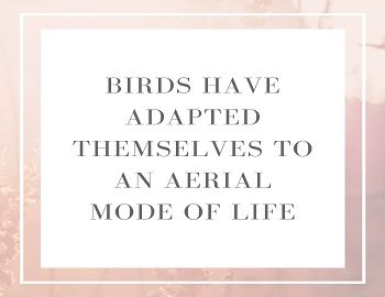 Birds have adapted themselves to an aerial mode of life