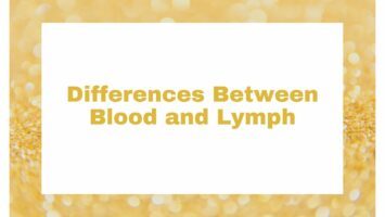 Differences Between Blood and Lymph
