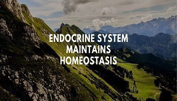 Endocrine system maintains homeostasis