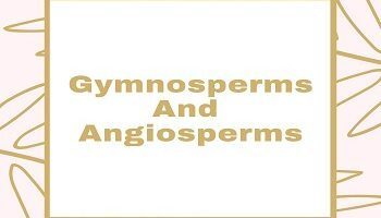 Gymnosperms And Angiosperms