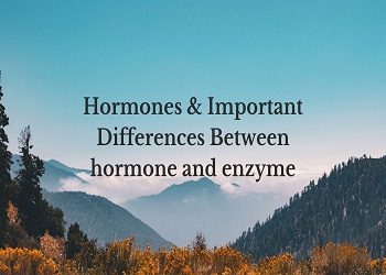 Hormones & Important Differences Between hormone and enzyme