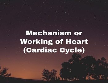 Mechanism or Working of Heart