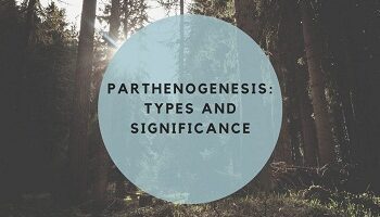 Parthenogenesis Types And Significance