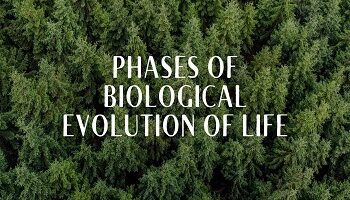 Phases of Biological Evolution of Life