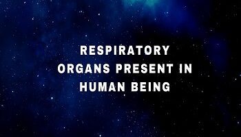 Respiratory organs present in human being