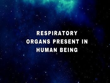 Respiratory organs present in human being