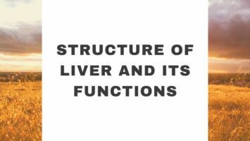 Structure Of Liver And Its Functions