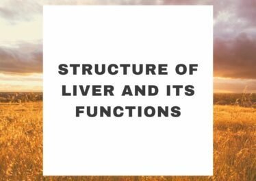 Structure Of Liver And Its Functions