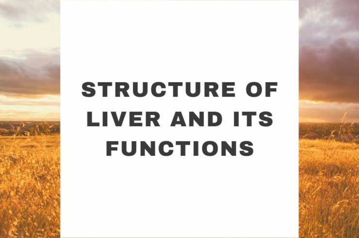 Structure Of Liver And Its Functions