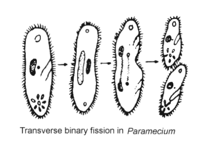 Transverse Binary Fission in paramecium