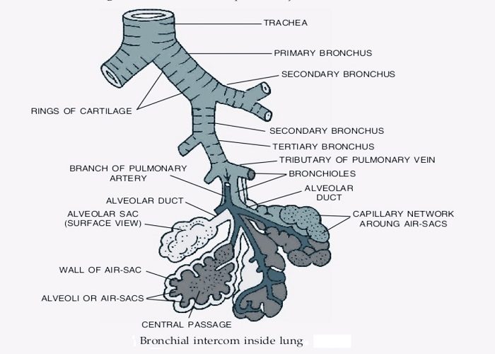 bronchi and their branches