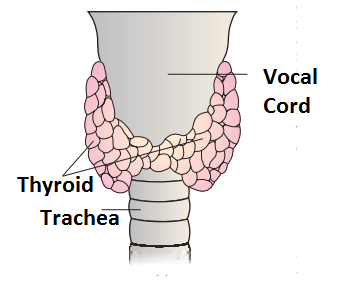 diagram of thyroid gland