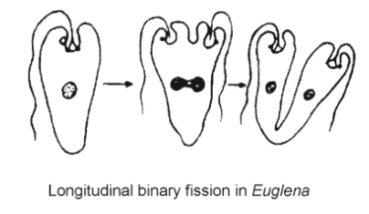 longitudnal binary fission in euglena