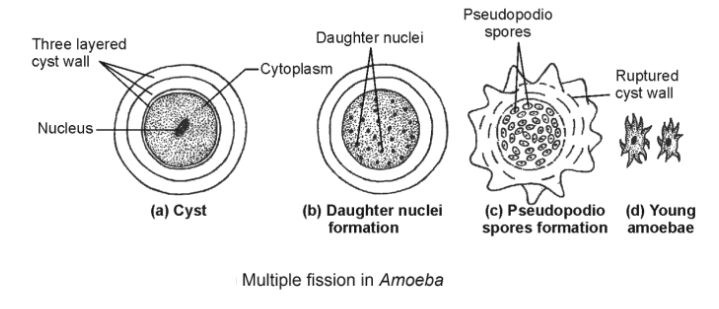 multiple fission in amoeba
