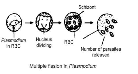multiple fission in plasmodium