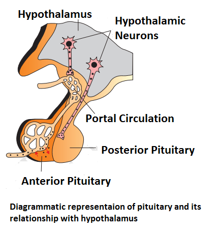 neurosecretory cells of hypothalamus