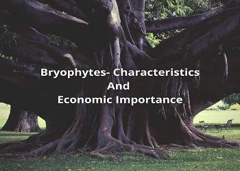 Bryophytes- Characteristics And Economic Importance