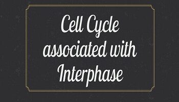 Cell Cycle associated with Interphase