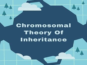 Chromosomal Theory Of Inheritance