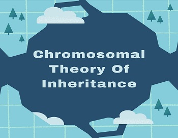 Chromosomal Theory Of Inheritance