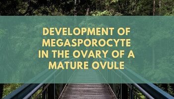 Development of Megasporocyte in the ovary of a mature ovule
