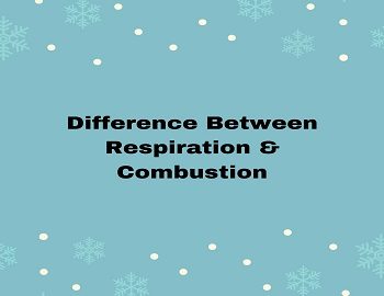 Difference Between Respiration And Combustion