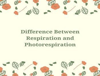 Difference Between Respiration and Photorespiration