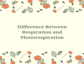 Difference Between Respiration and Photorespiration