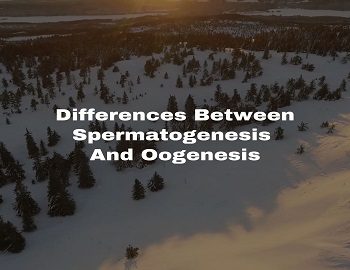Differences Between Spermatogenesis And Oogenesis