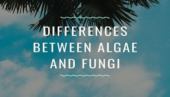Differences Between Algae And Fungi