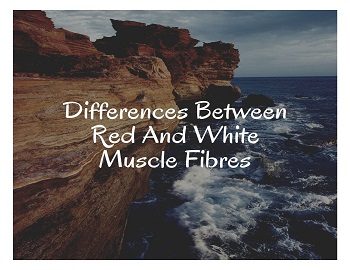 Differences Between Red And White Muscle Fibre