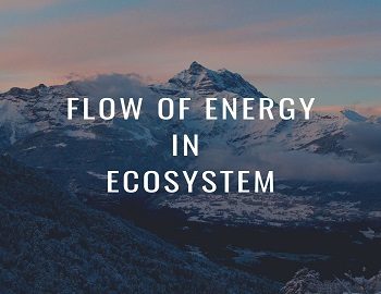 Flow Of Energy In Ecosystem