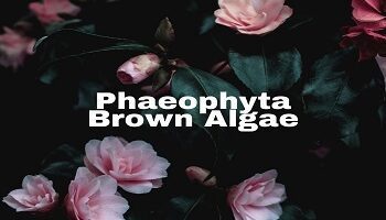 Phaeophyta- Brown Algae