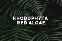 Red Algae