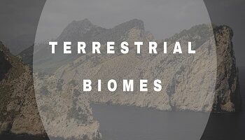Terrestrial Biomes