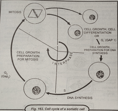 cell cycle of a somatic cell