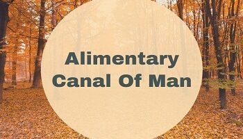 Alimentary Canal Of Man